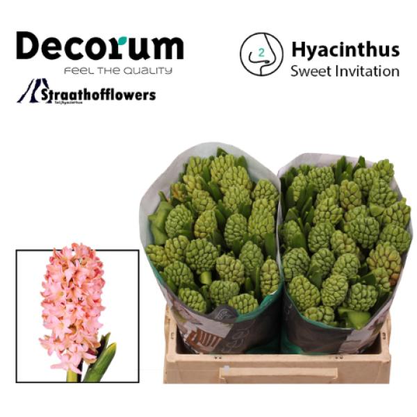 Vorbestellung Hyacinthe, weiß - 5 Stiele